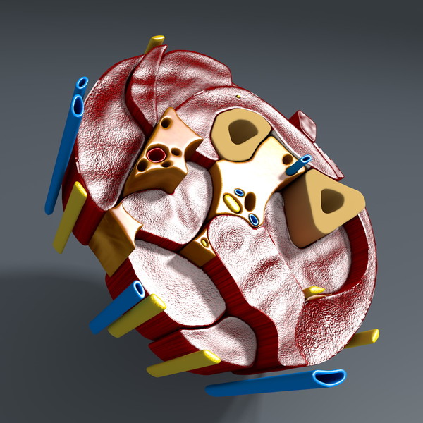 3d model of cross section human forearm - Human forearm (anatomical correct cross section)... by scyrus